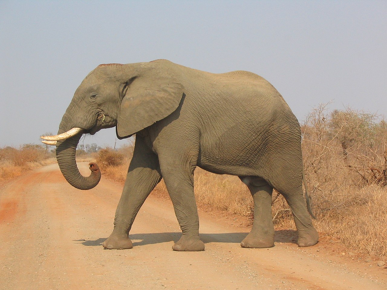 Elephant_side-view_Kruger.jpg